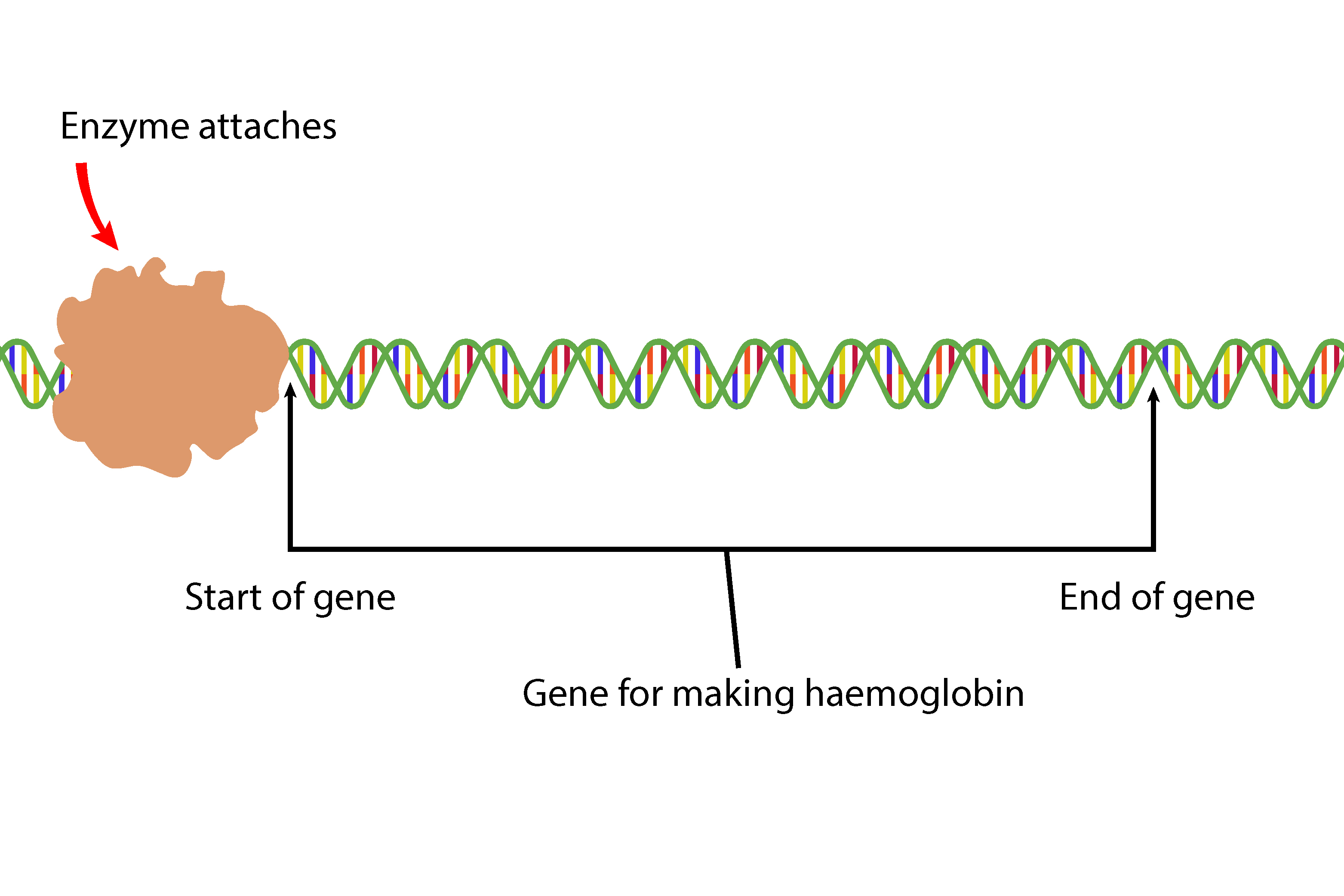 Enzymes attach to a DNA strand but at the start of the haemoglobin gene segment ready to read
